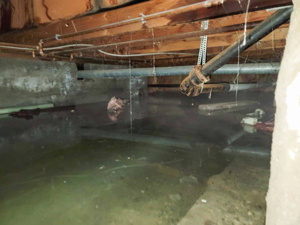 Best Ceiling water damage repair  in Genoa, AR