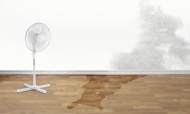 Best Professional water damage repair  in Genoa, AR