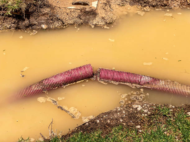 Best Carpet water damage restoration  in Genoa, AR